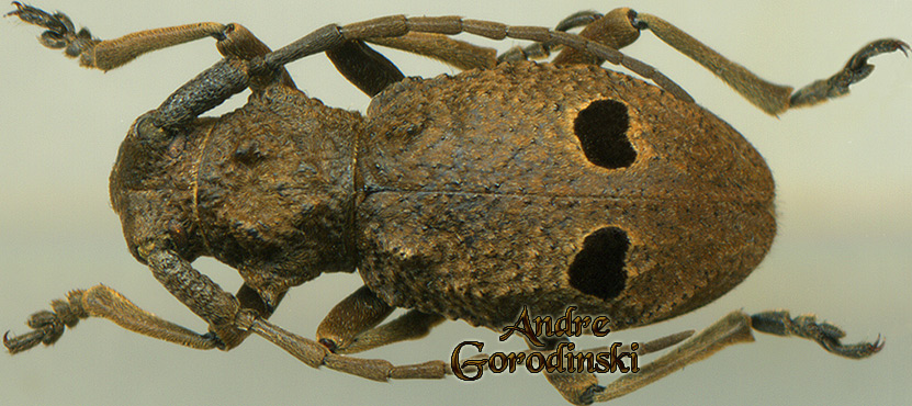 http://www.gorodinski.ru/cerambyx/Morimospasma granulatum.jpg